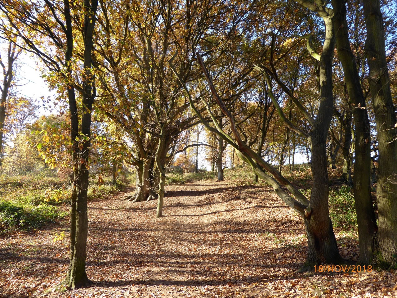 Gallery Hartlebury Common Local Group